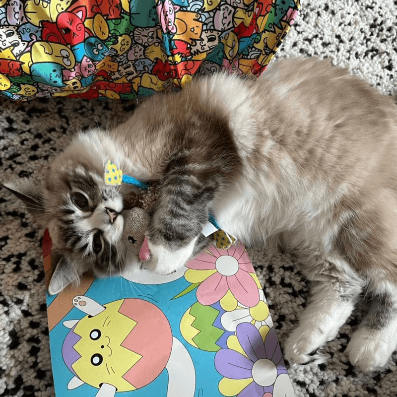 mymeow-foto5