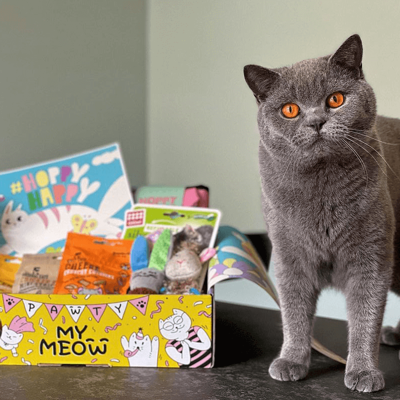 mymeow-foto6